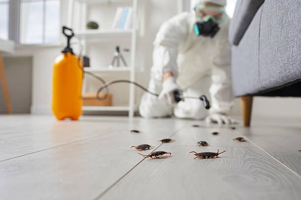 Commercial Rodent Management in Westville